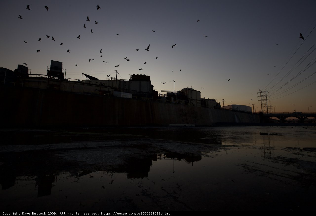 Silhouetted Flock Soars Over Polluted Waters at Sunset