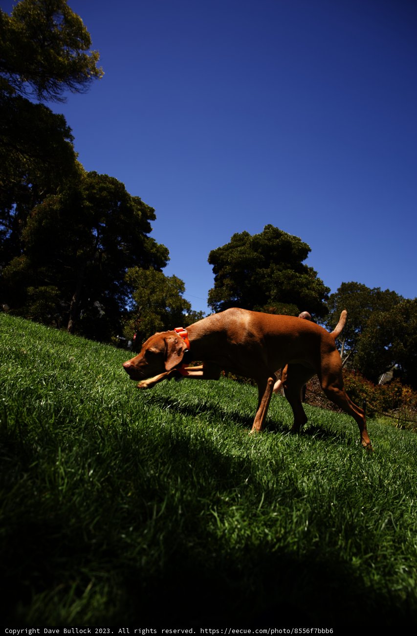 Graceful Canine Encounter at Delores Park, 2023