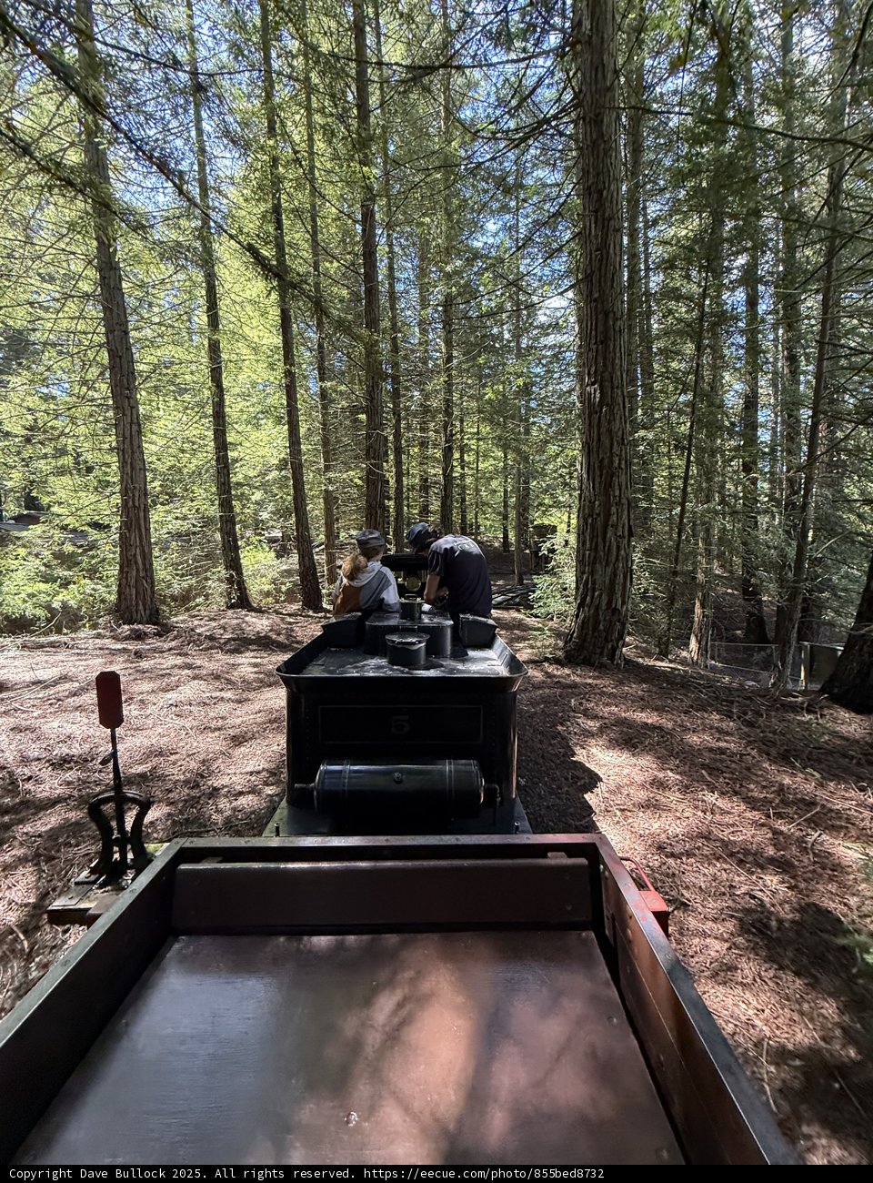 Journey through the Redwoods