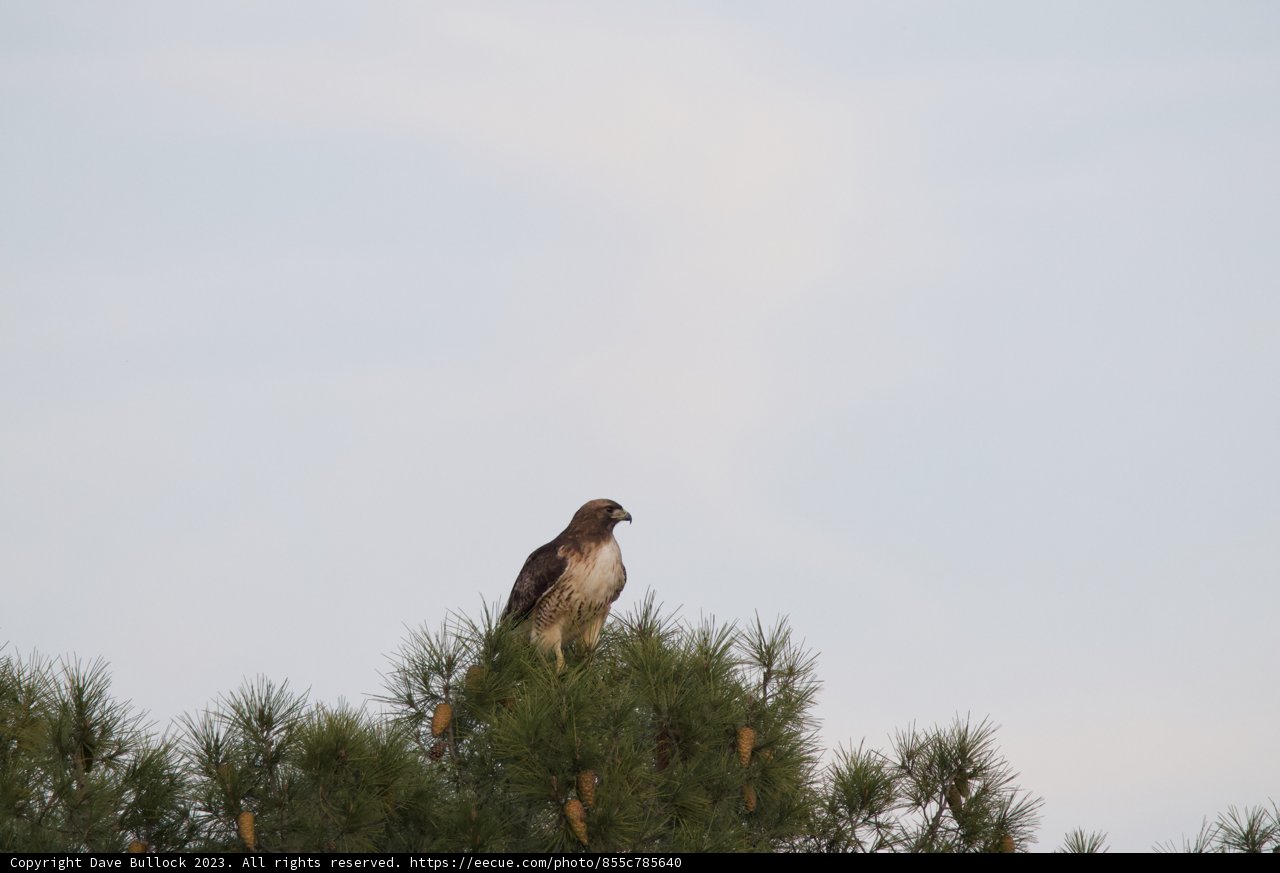 Majestic Hawk in El Sereno