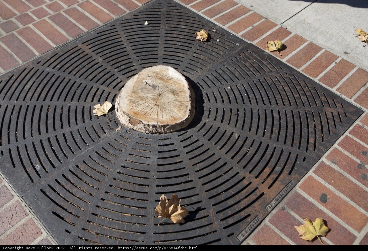 Tree Stump on Urban Grate