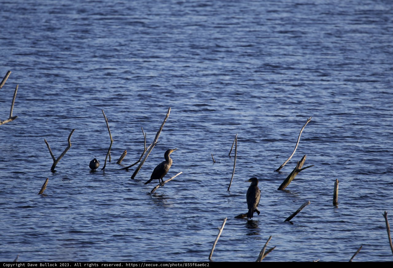Aquatic Gathering at Lake Merced