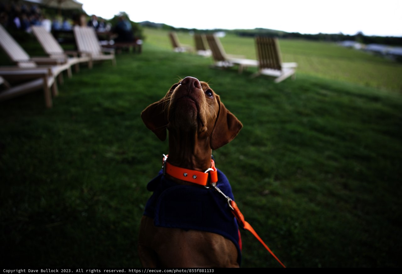 Stylish Pooch in Napa Valley