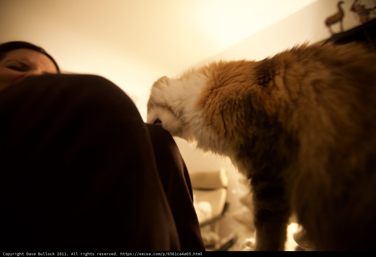 Curious Cat