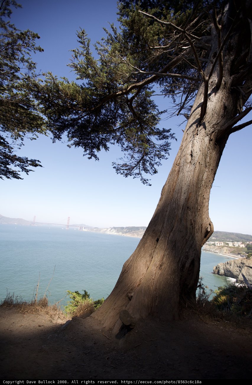 Overhead View of Majestic Eucalyptus Tree and Sparkling Waters