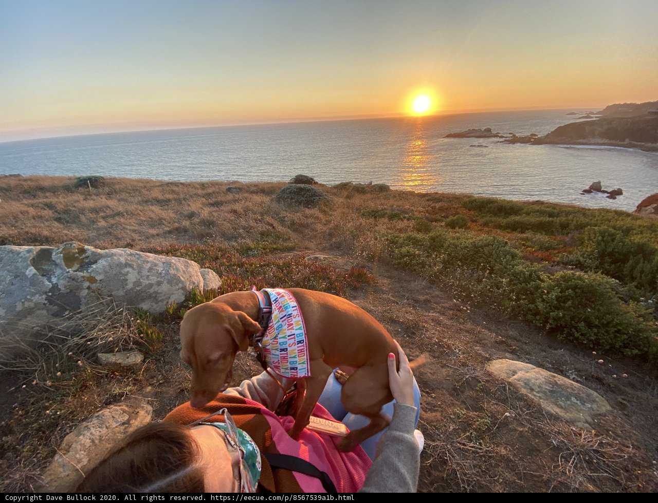 Sunset Stroll with Furry Friend