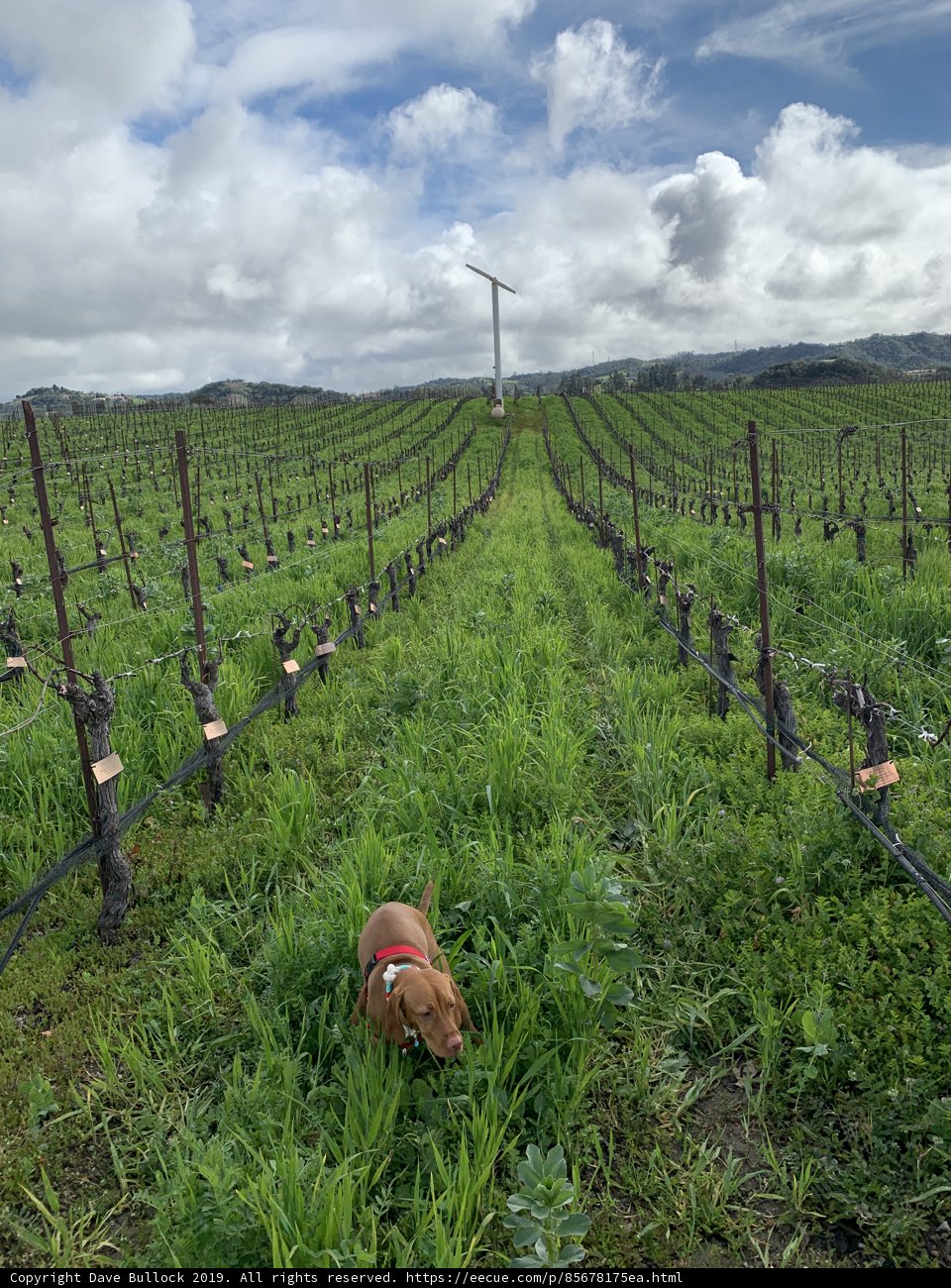 Canine Stroll through Vineyard with Wind Turbine