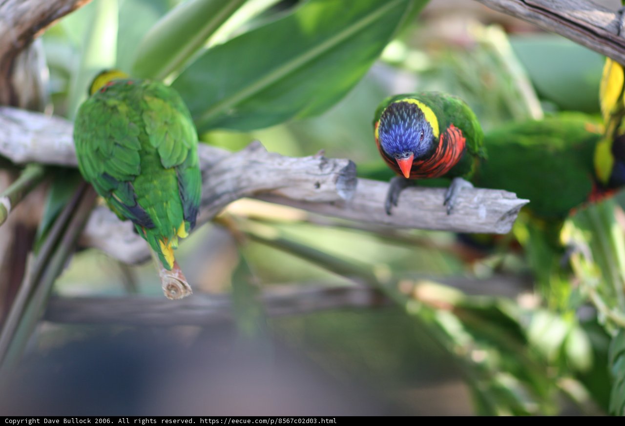 Colorful Parakeet and Parrot Perched on a Branch