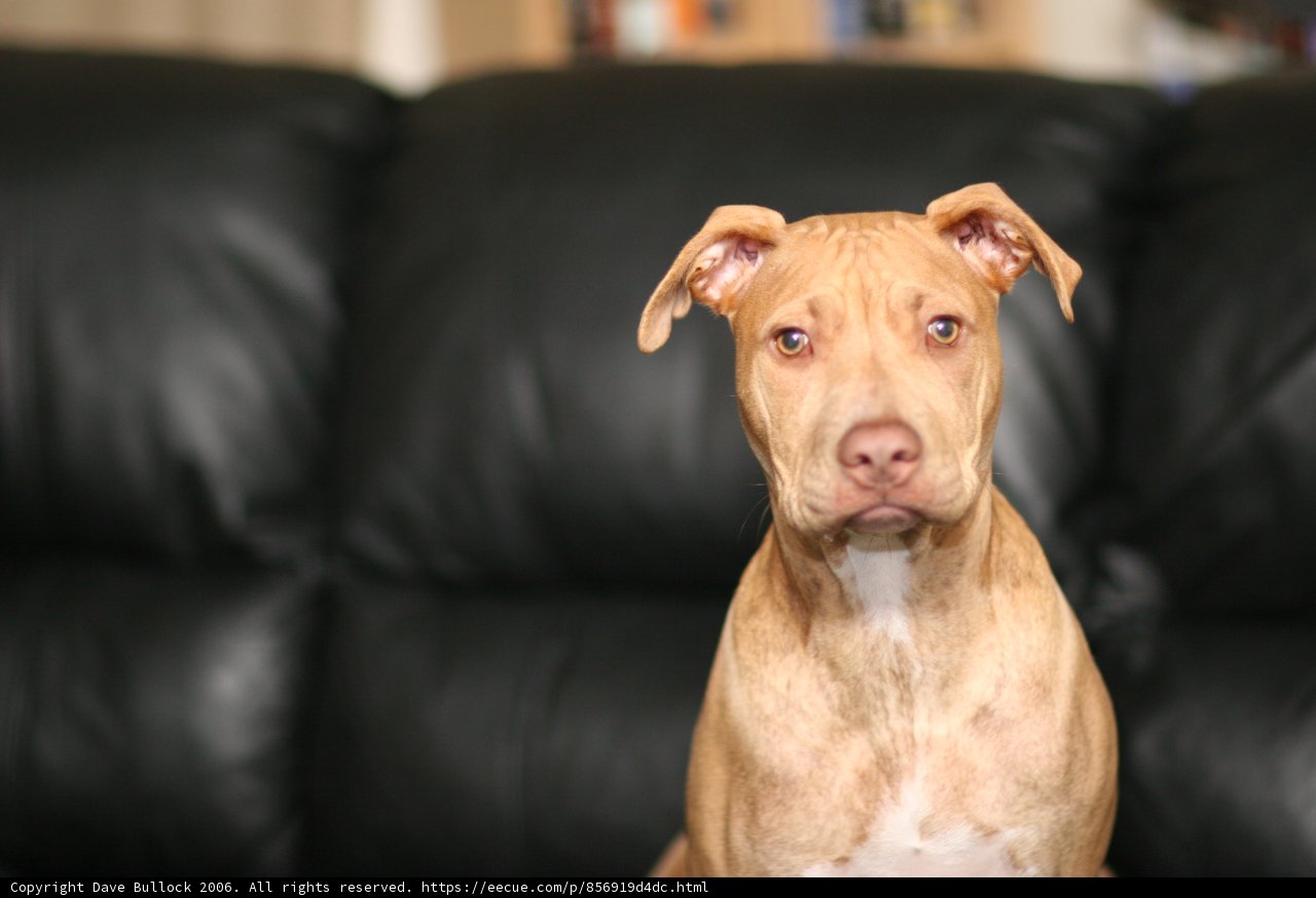 A Cozy Canine on the Couch