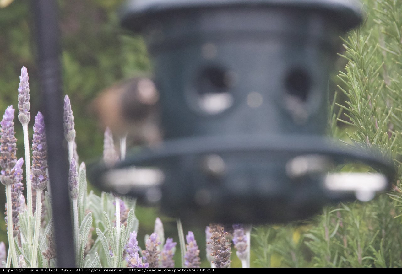 Lavender Blooms Frame Backyard Bird Feeder