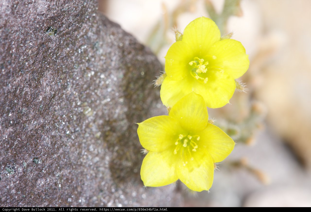 Rocky Blossoms