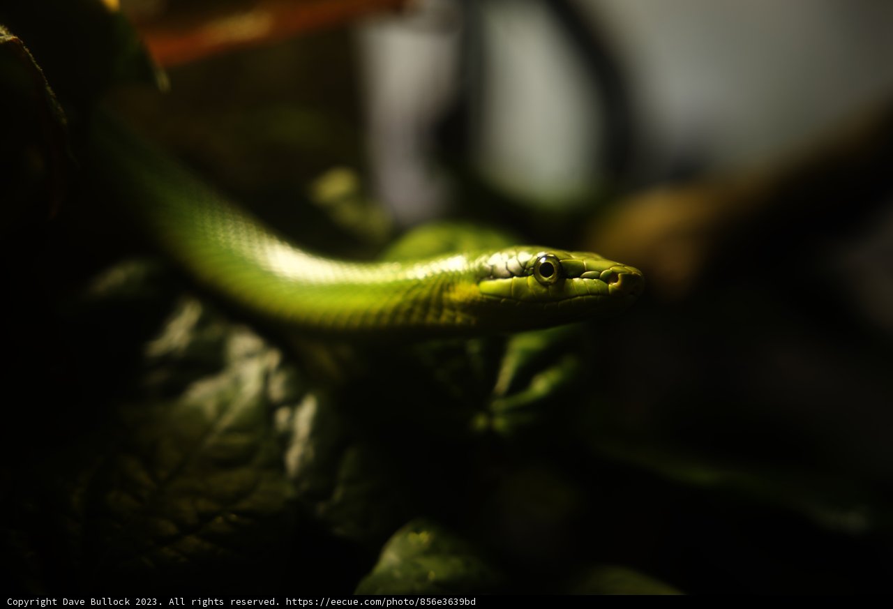 Serpentine Beauty at the California Academy of Sciences