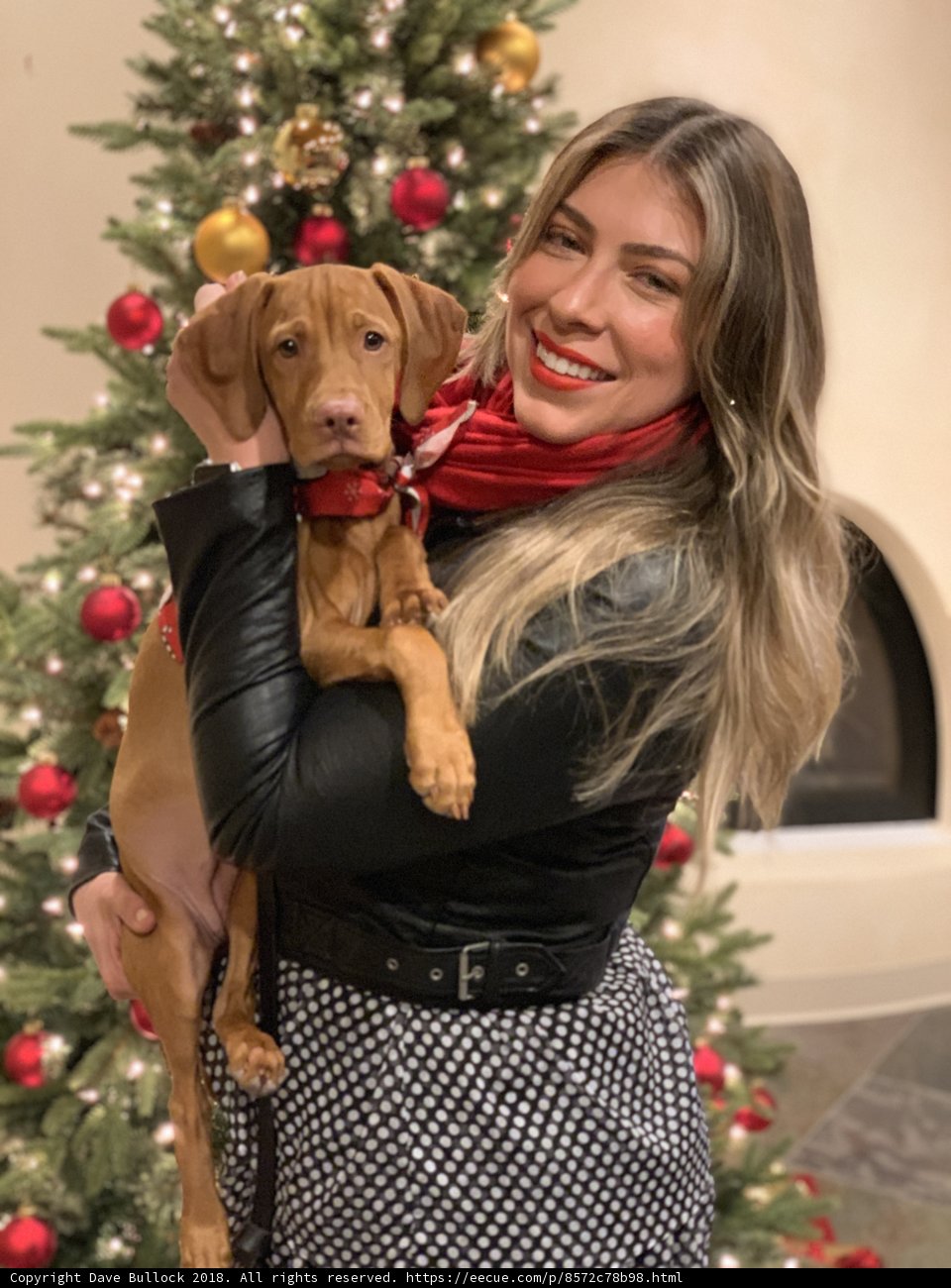 Christmas Cheer with Furry Friends