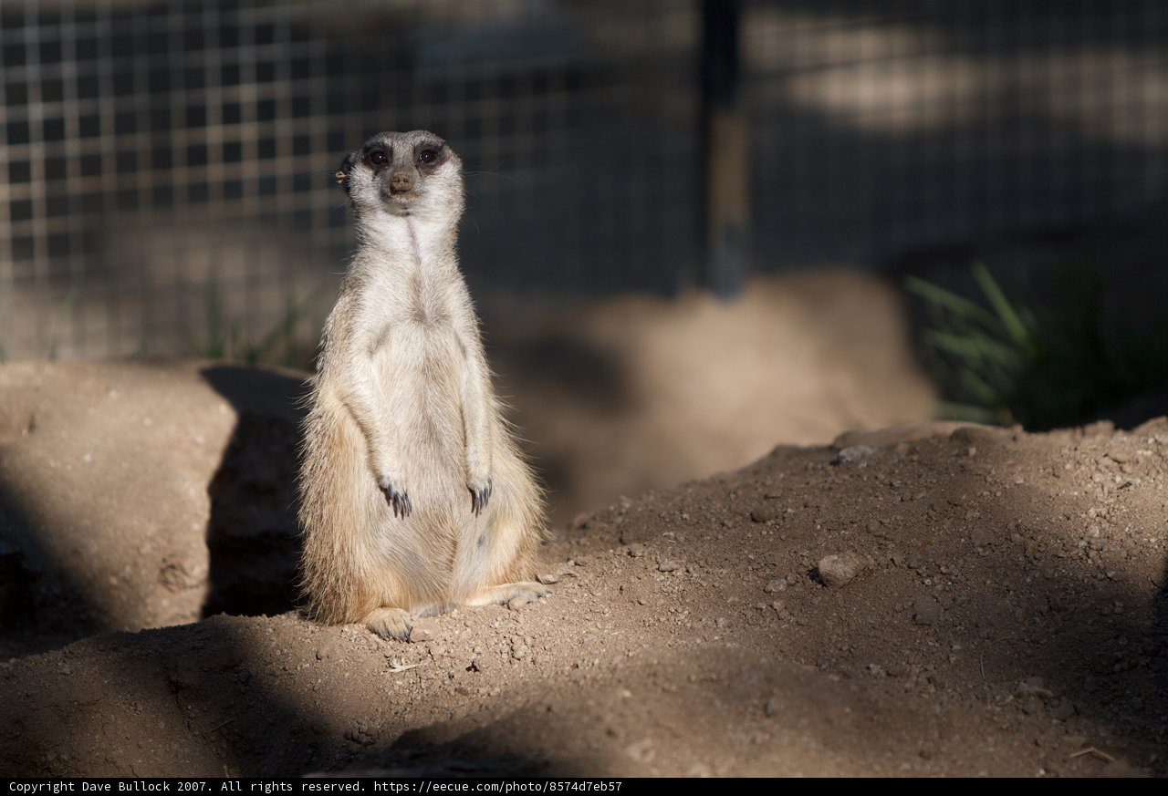 Standing Tall