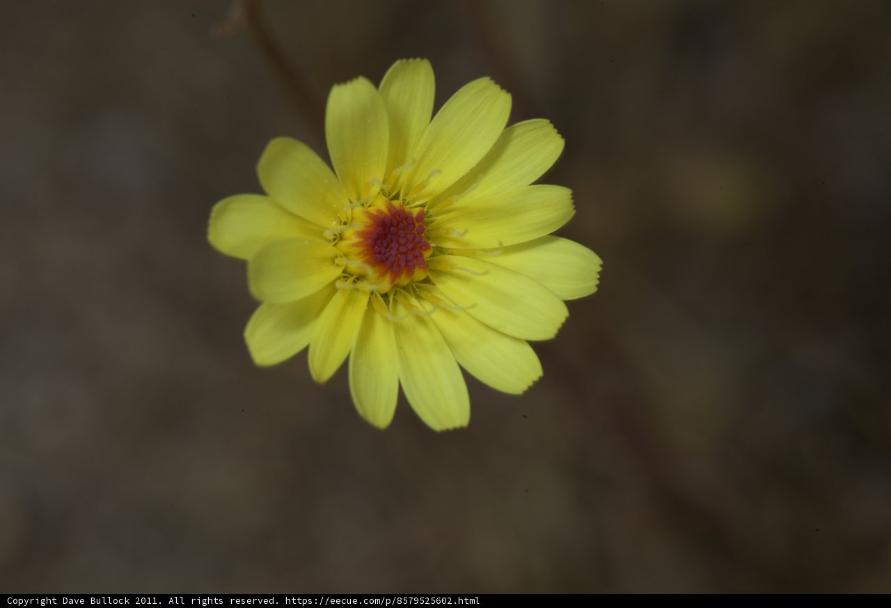 A Sunny Daisy