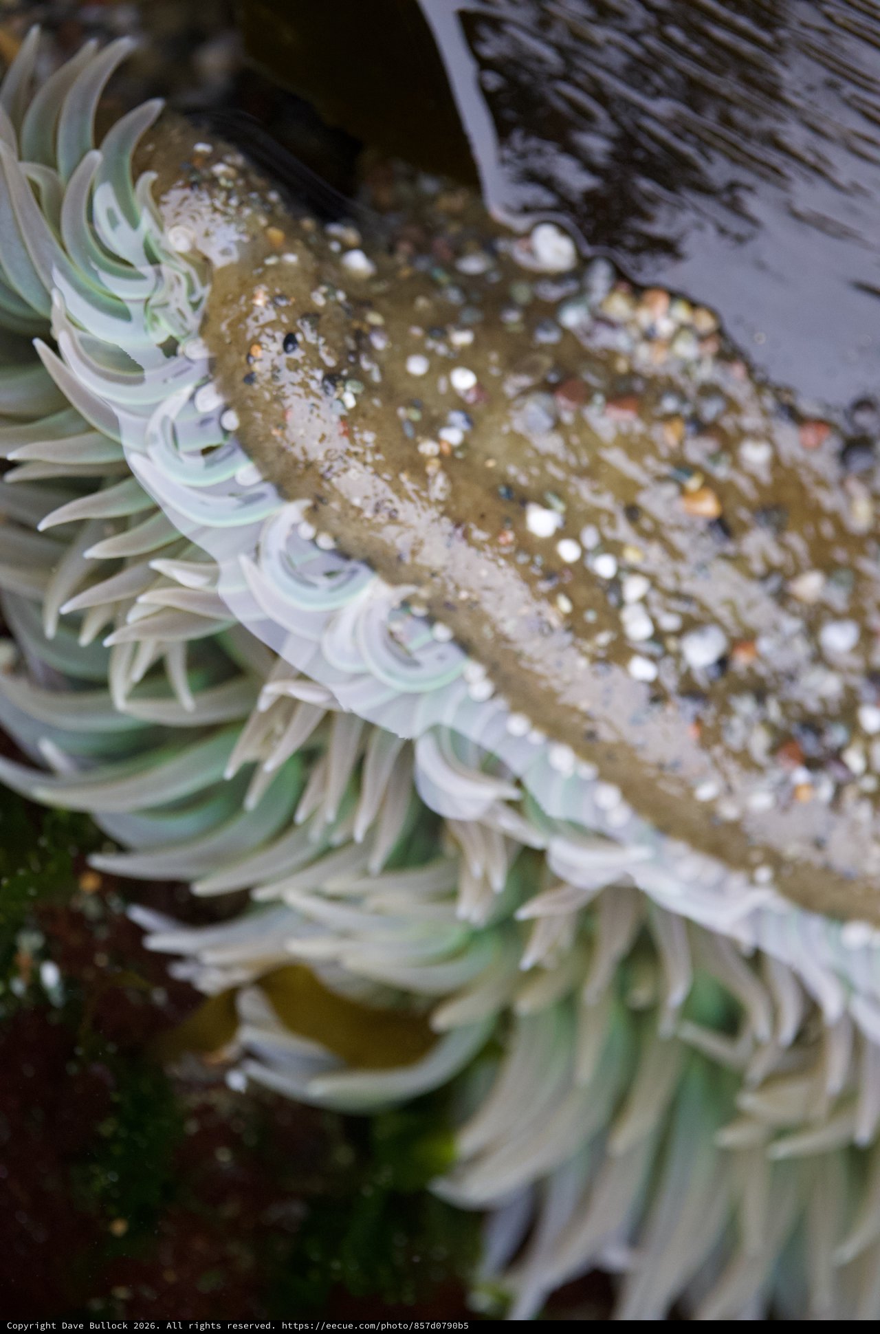 Giant Green Anemone Exposed at Low Tide