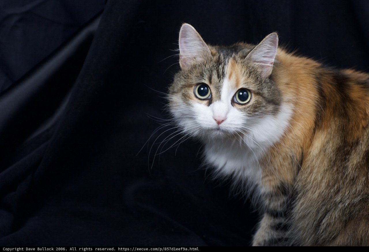 Calico Beauty