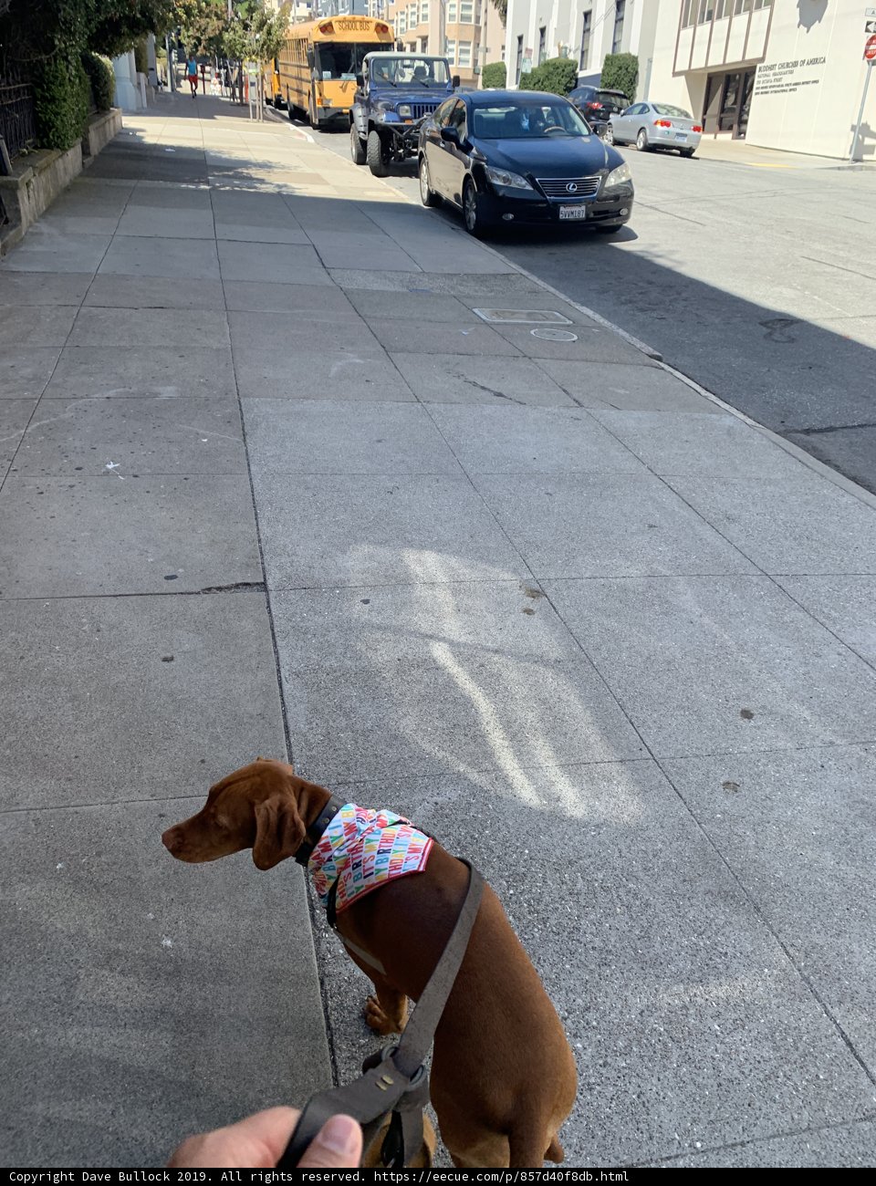 Stylish Pooch on a Leash