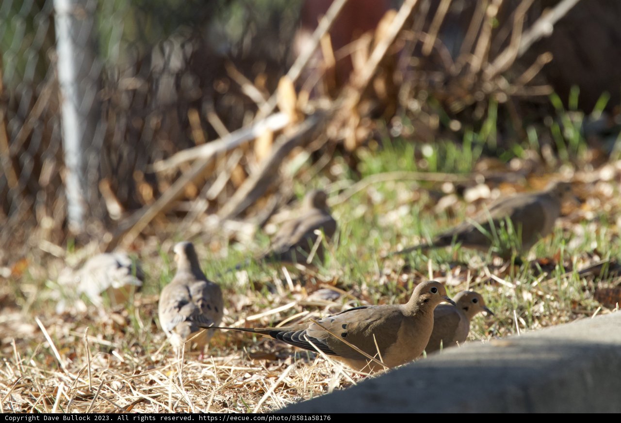 Morning Gathering of the Avian Ensemble