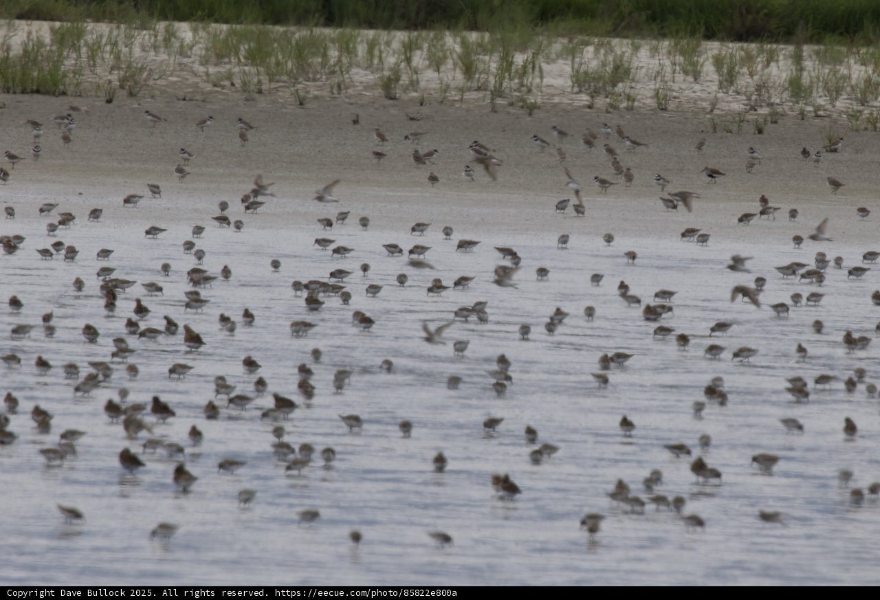 A Symphony of Wings Over San Pablo Bay