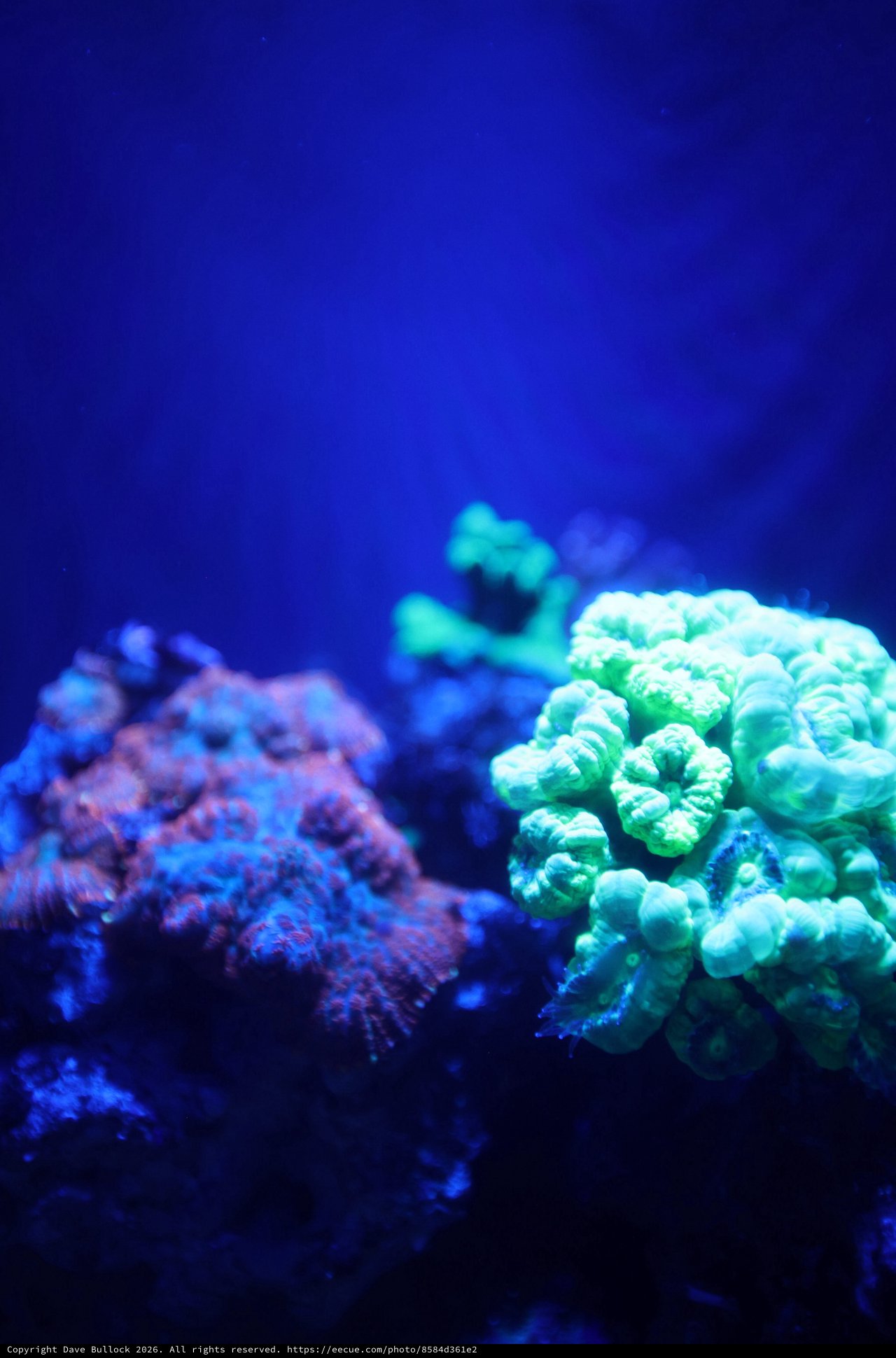 Vibrant Coral Reef Under Blue Aquarium Lighting