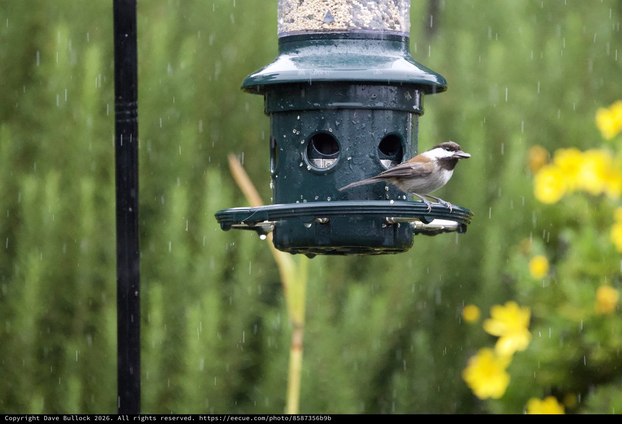 Small Bird Feeding in the Rain at Garden Feeder