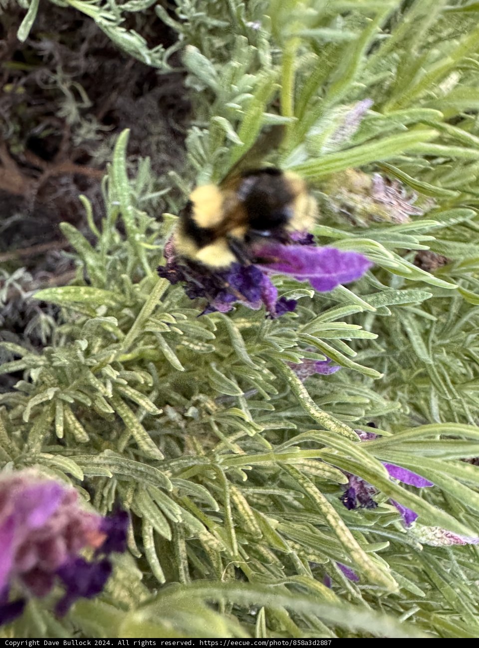 Busy Bumblebee Bliss
