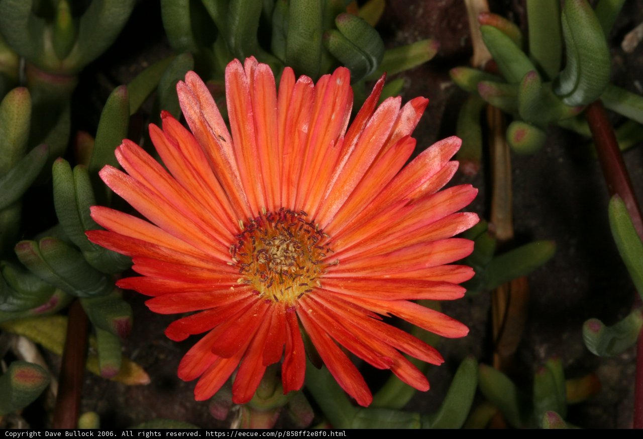 Solitary Orange Daisy