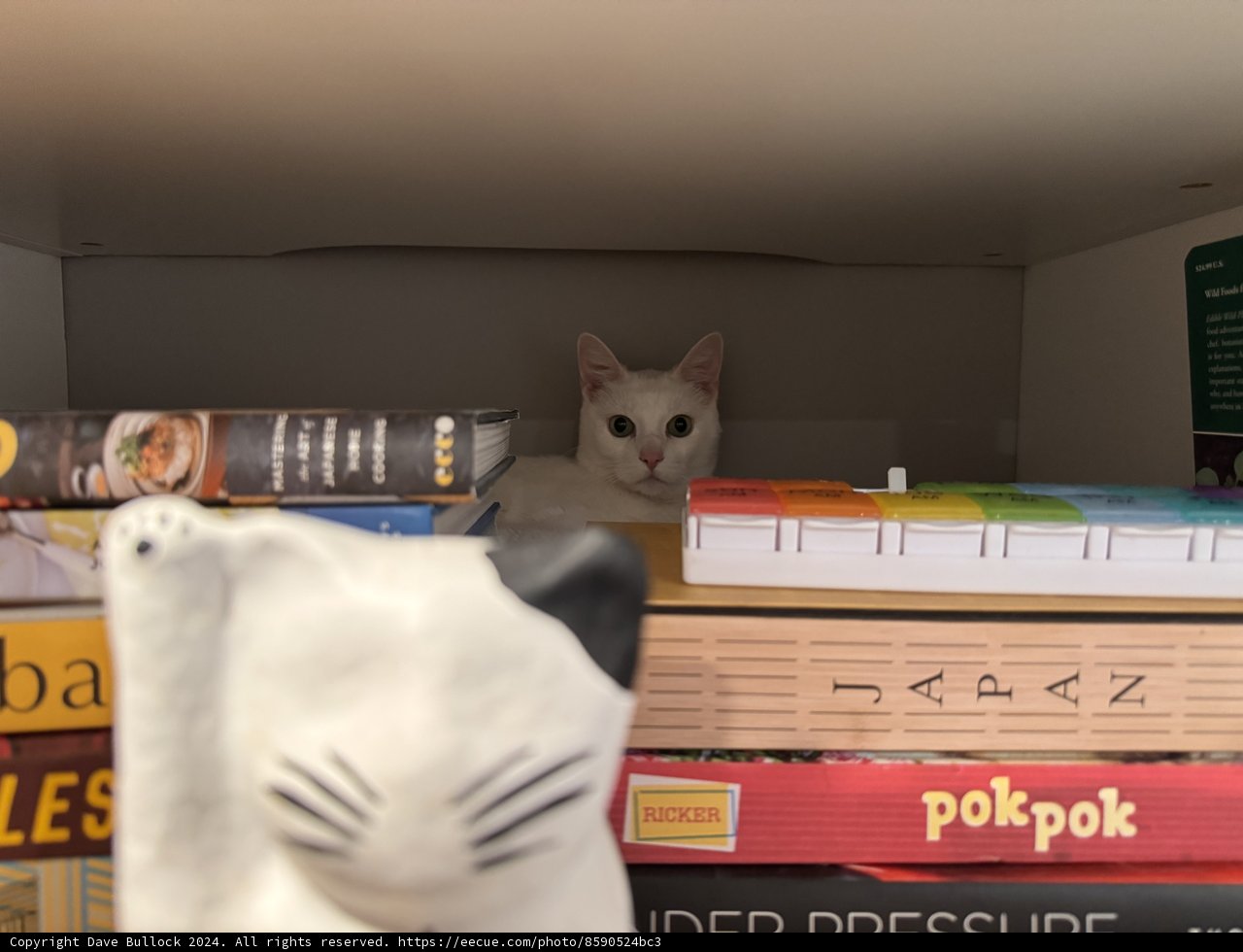 Curiosity in the Stacks: A Cat's Hideaway
