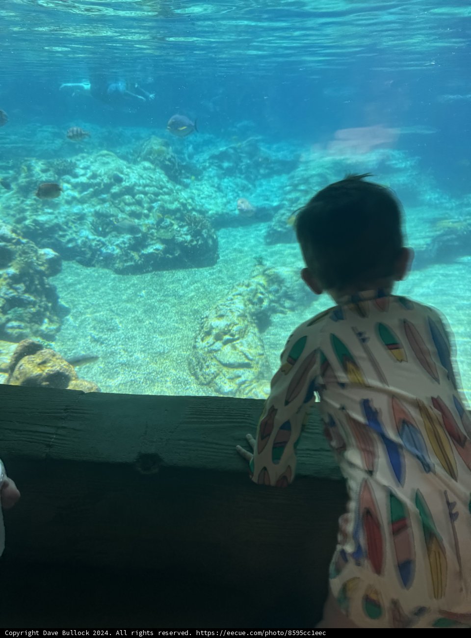 Underwater Wonders