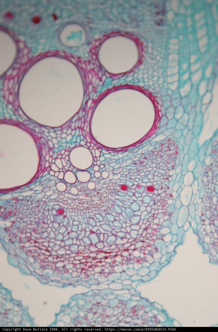 A Microscopic Exploration of a Plant Cell