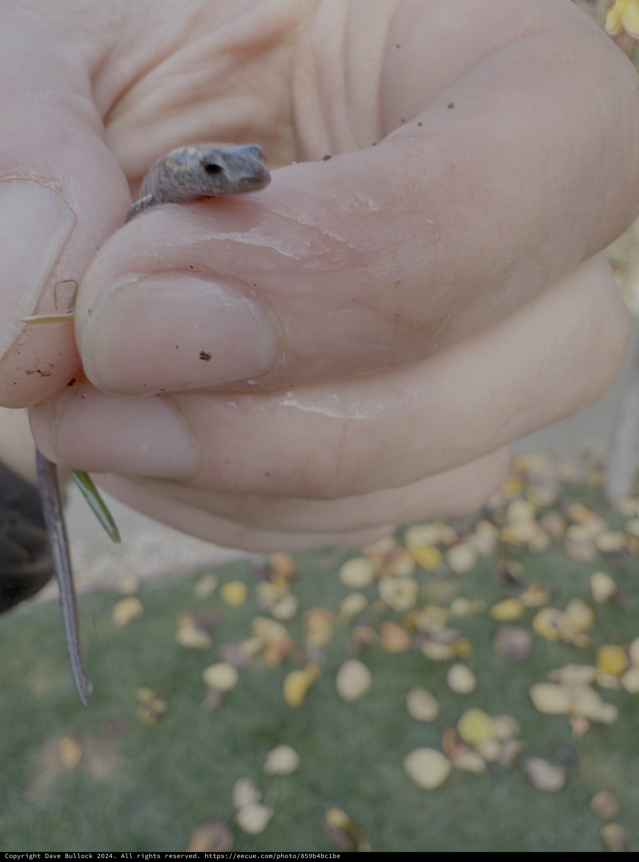 Tiny Baby Snake Being Gently Held in Hands