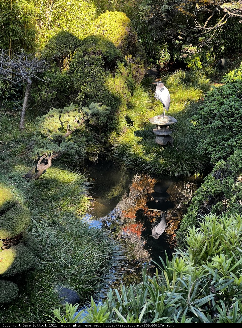 Serene Bird in the Japanese Tea Garden