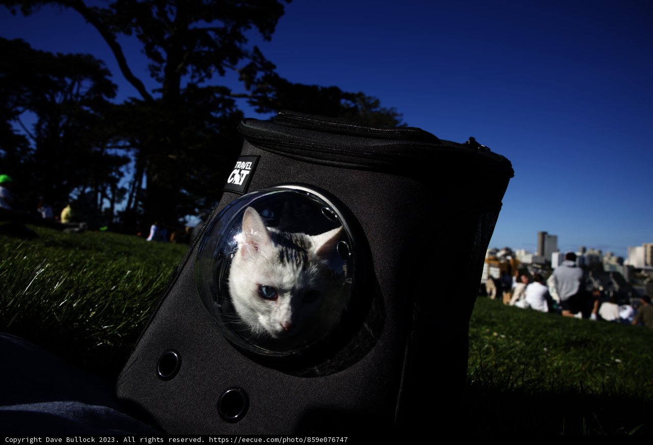 Feline Hideaway in Alamo Square