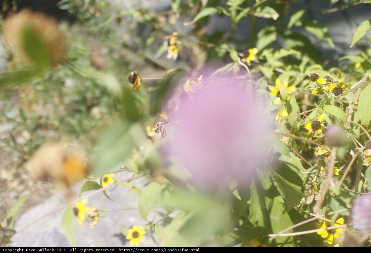 Busy Bees in a Field of Flowers