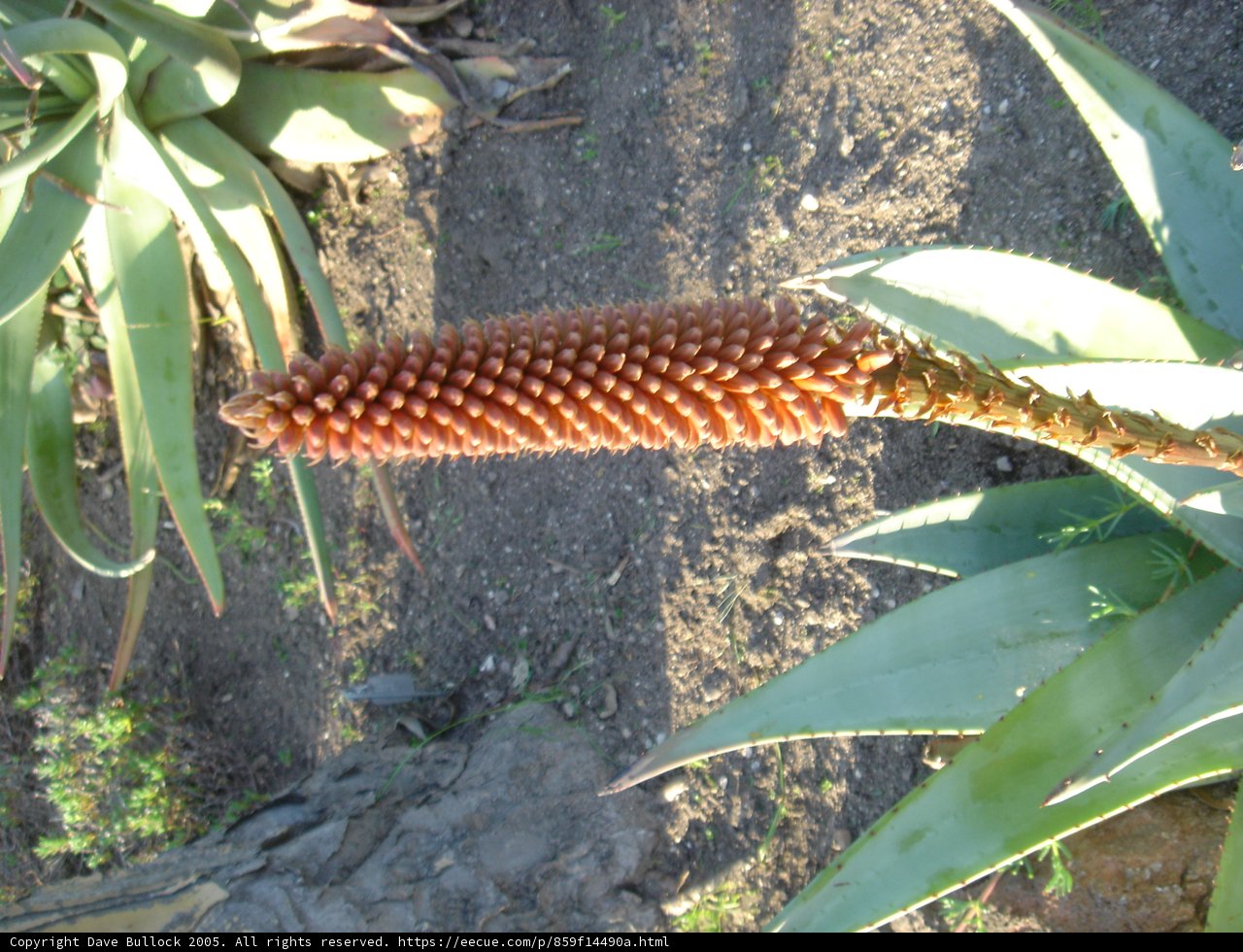The Aloe Flower