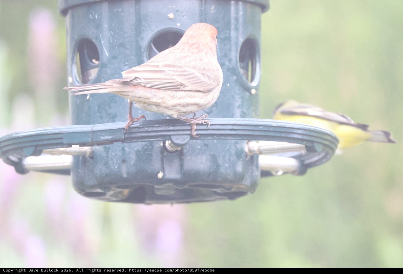 Leucistic House Finch Perched at Backyard Bird Feeder