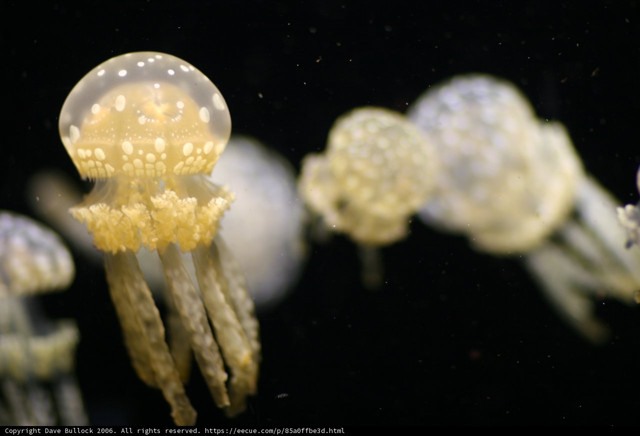 Underwater Dreamland