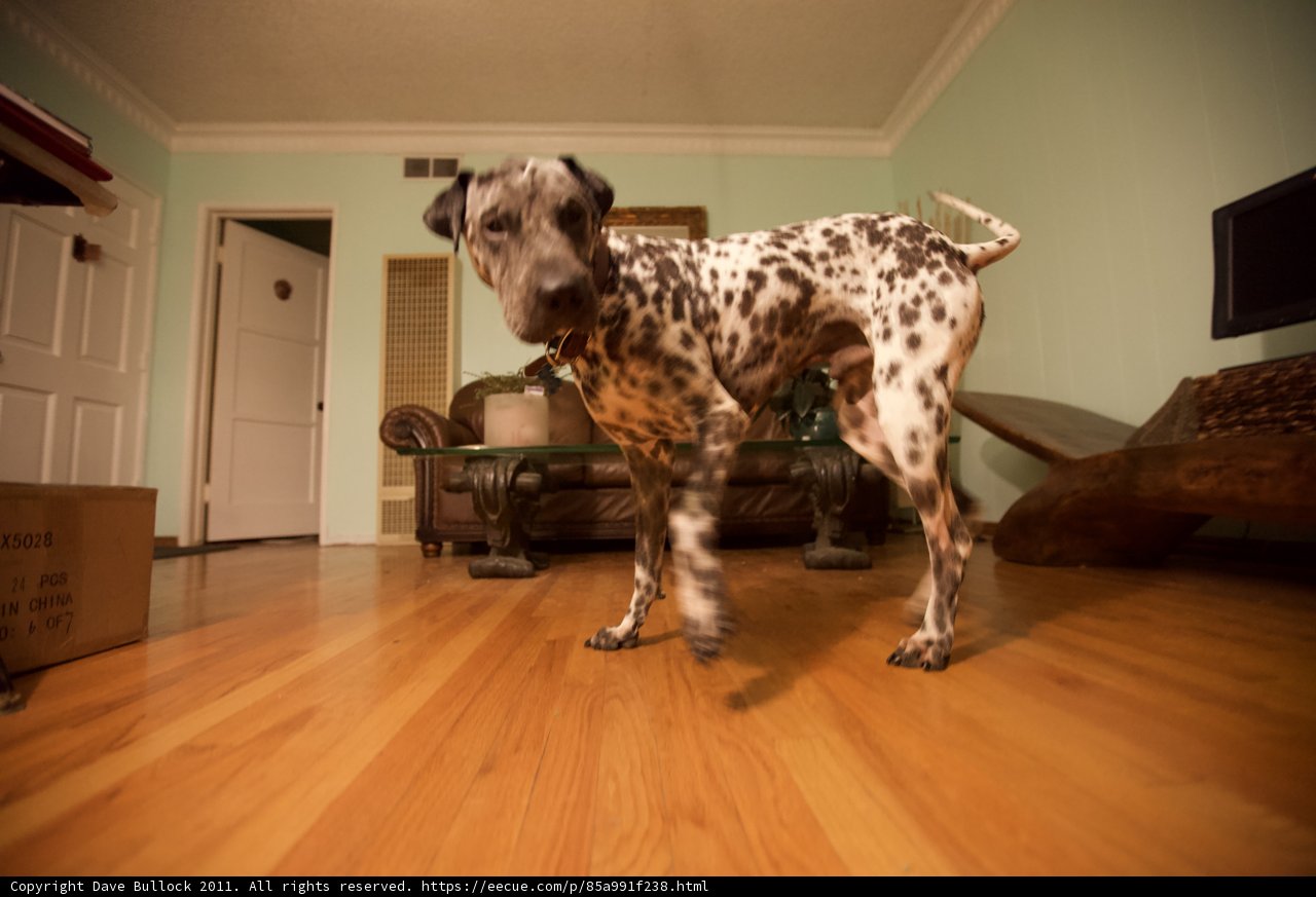 Dalmatian on Hardwood Floor