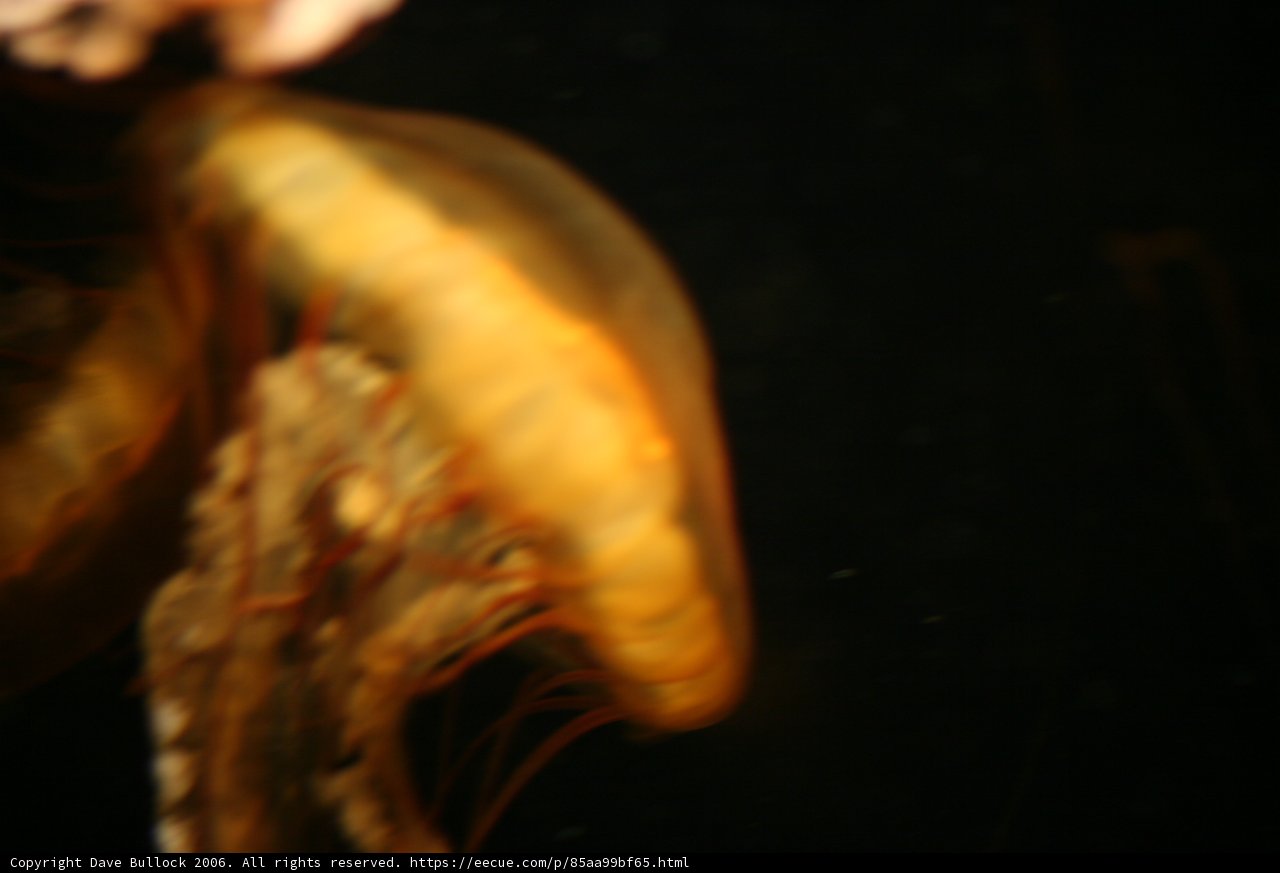 The Eerie Glow of a Jellyfish