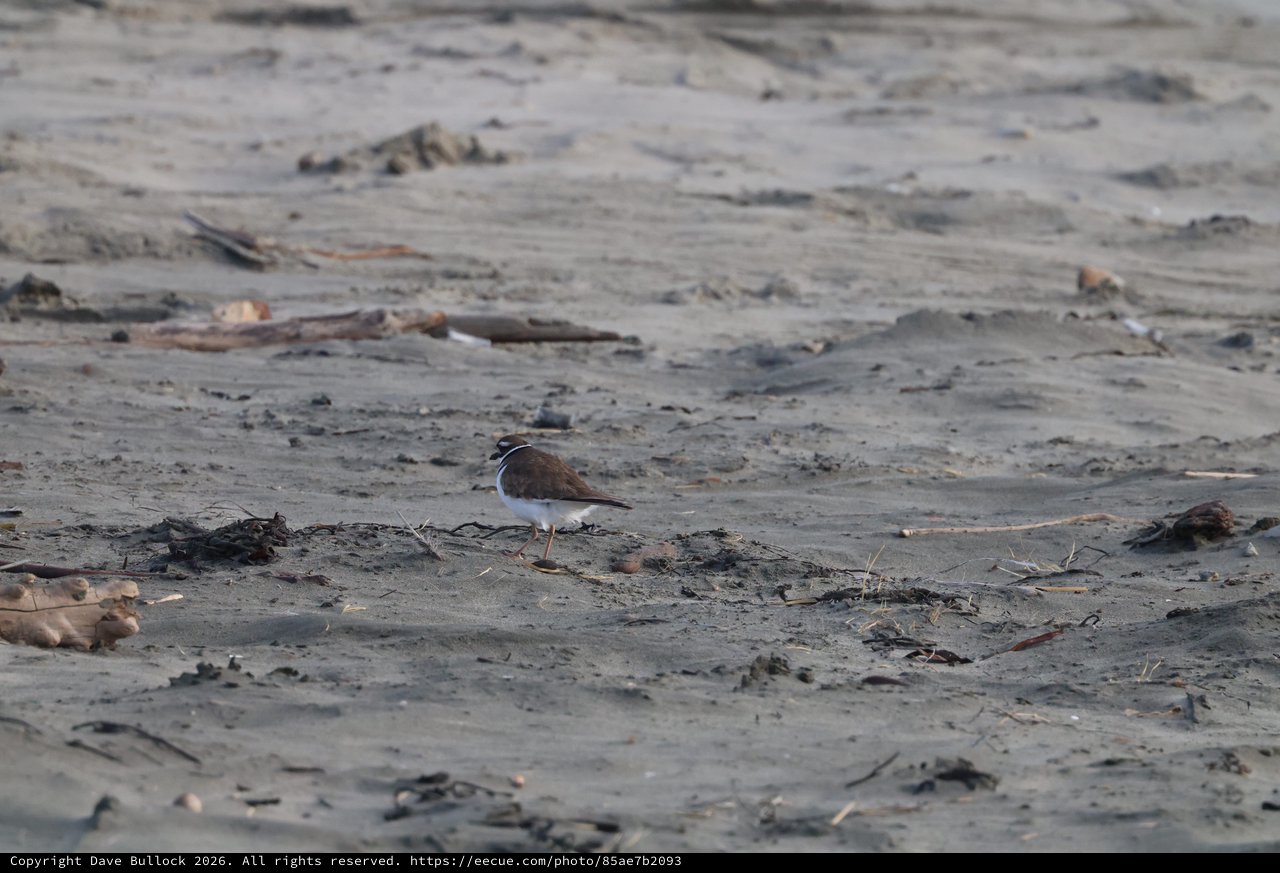 Killdeer Foraging on Sandy Beach at Drakes Beach