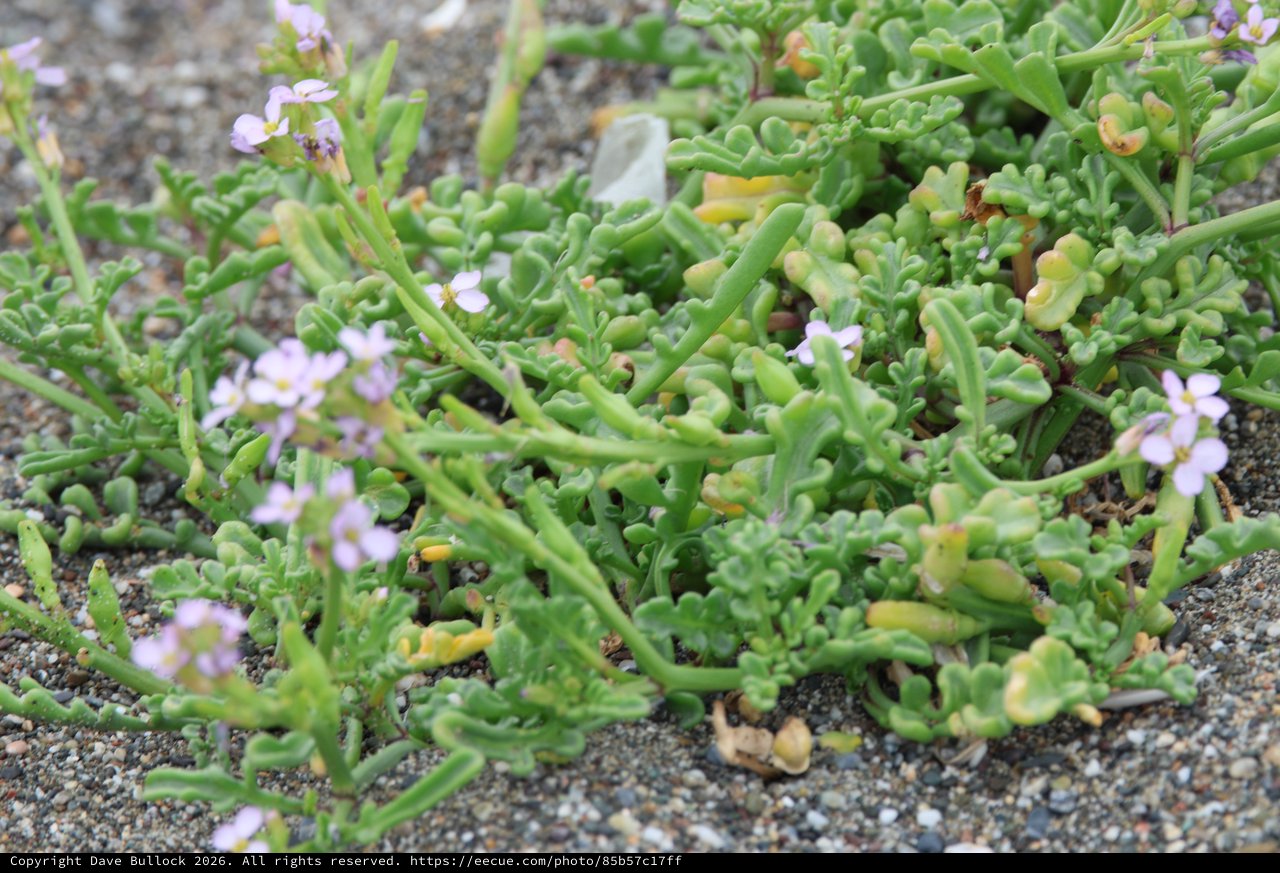 Sea Rocket Blooming in Coastal Sandy Habitat