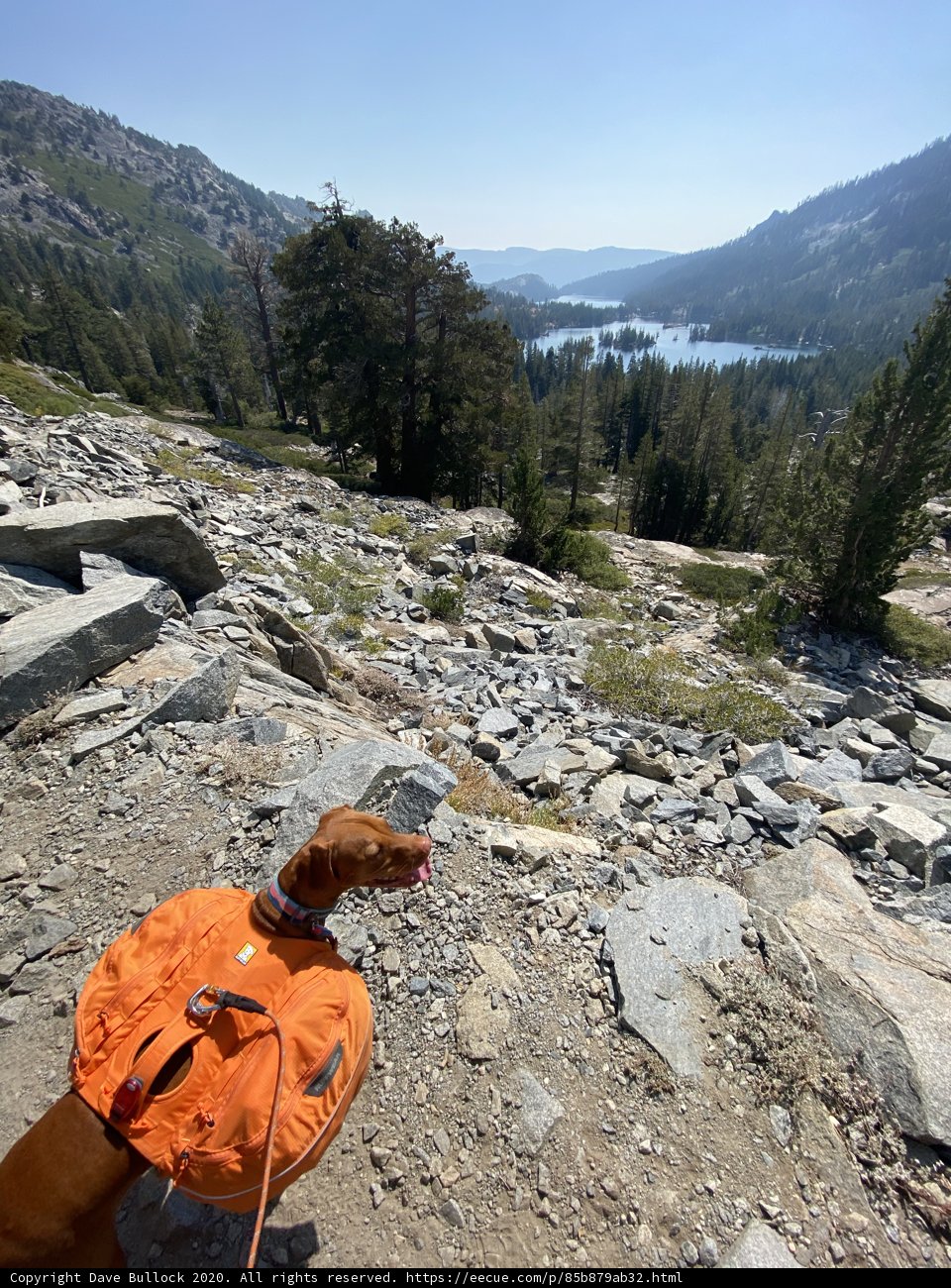 Canine Companion on the Hiking Trail