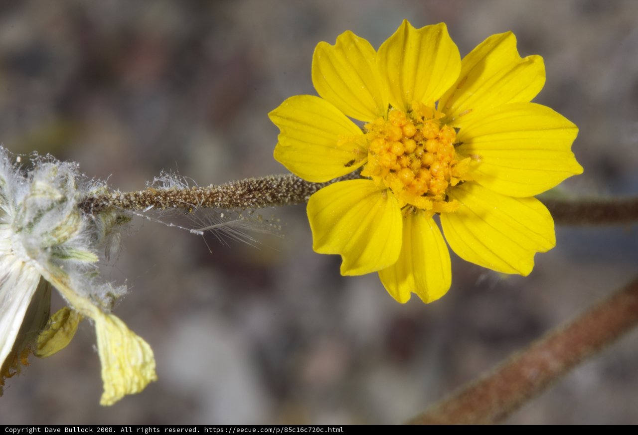 Sunny Daisy