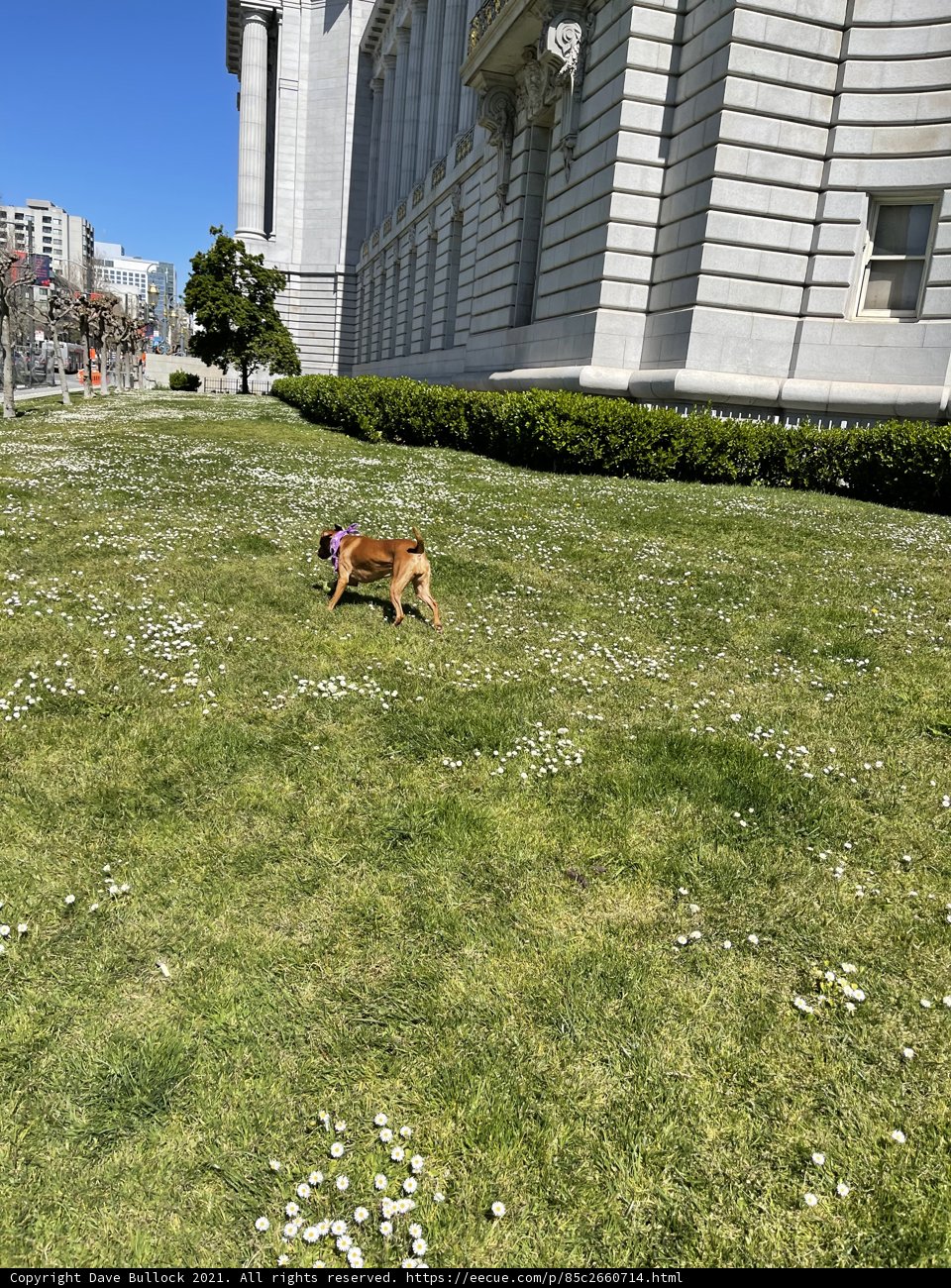 Running Free in the City