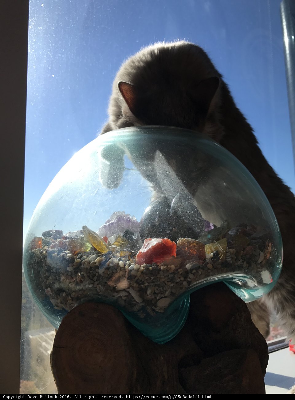 Feline Curiosity