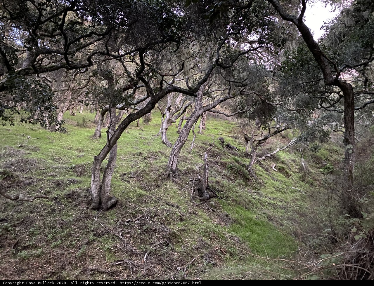 Grove of trees in Carmel Valley