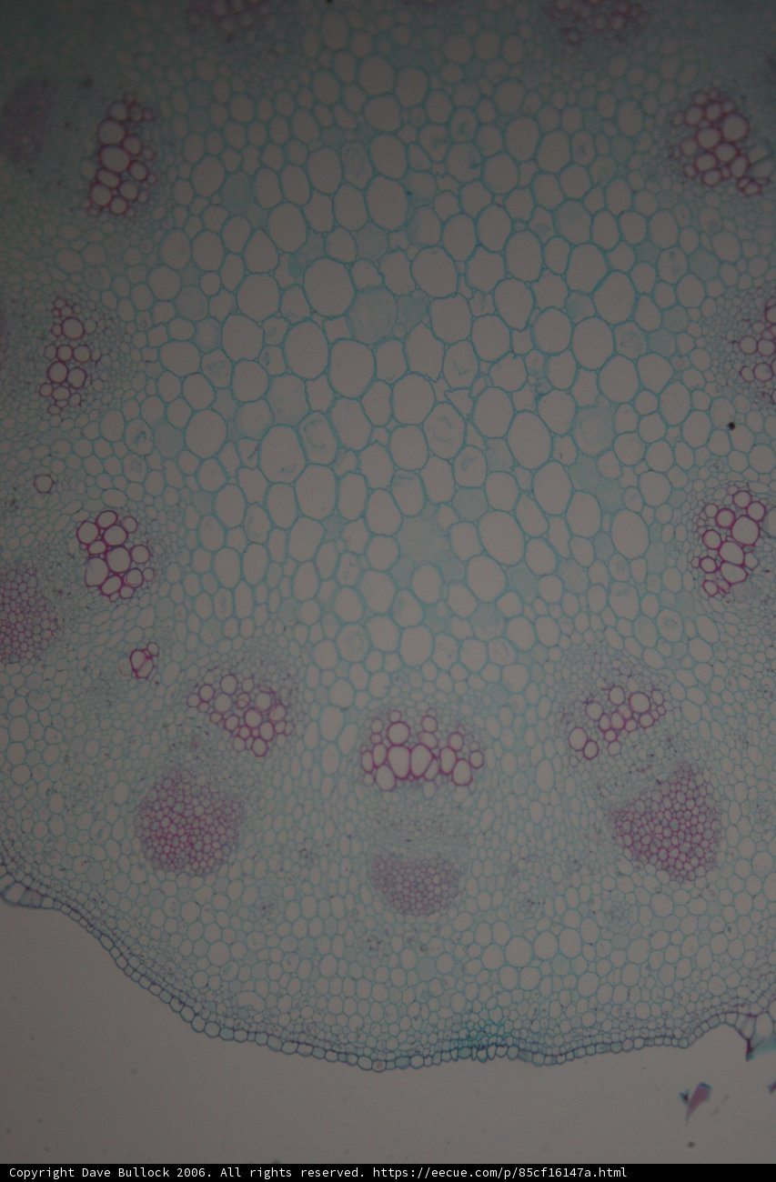 The Foamy Texture of a Plant Cell