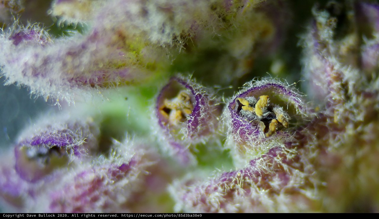 Extreme Macro: Purple Flower Stamens and Trichomes