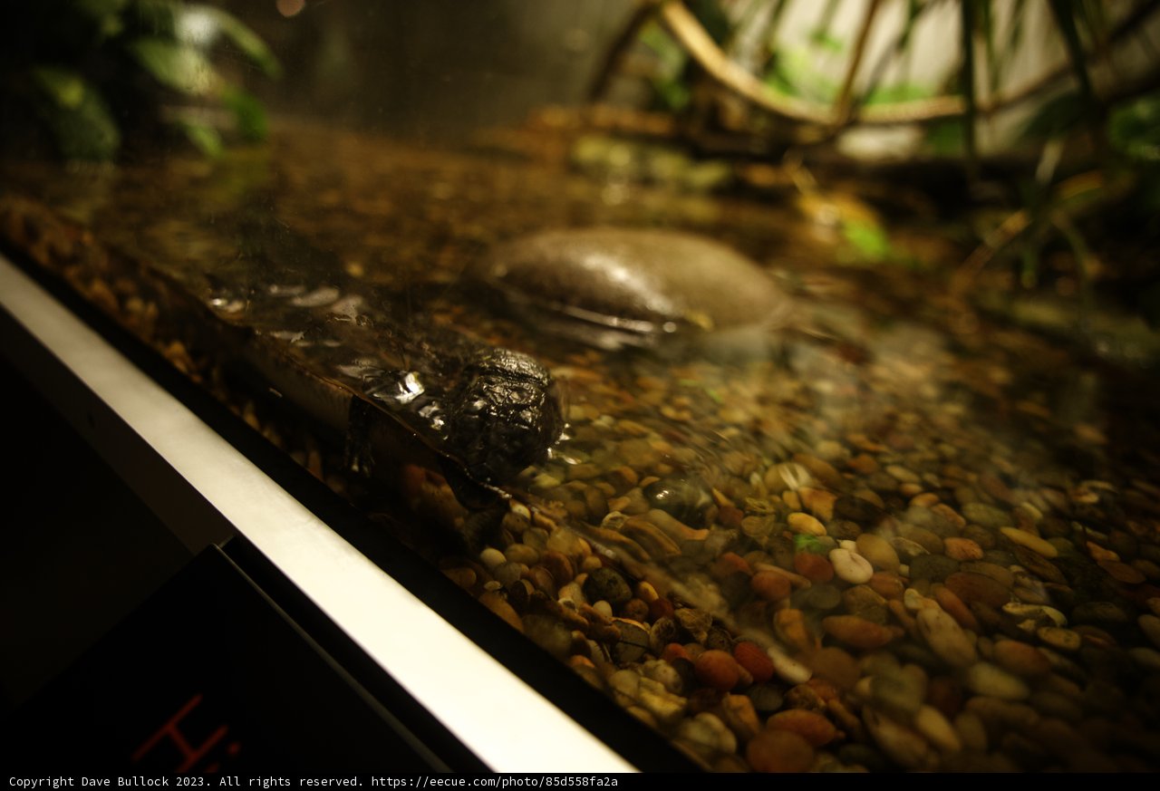 Serene Sanctuary in the California Academy of Sciences